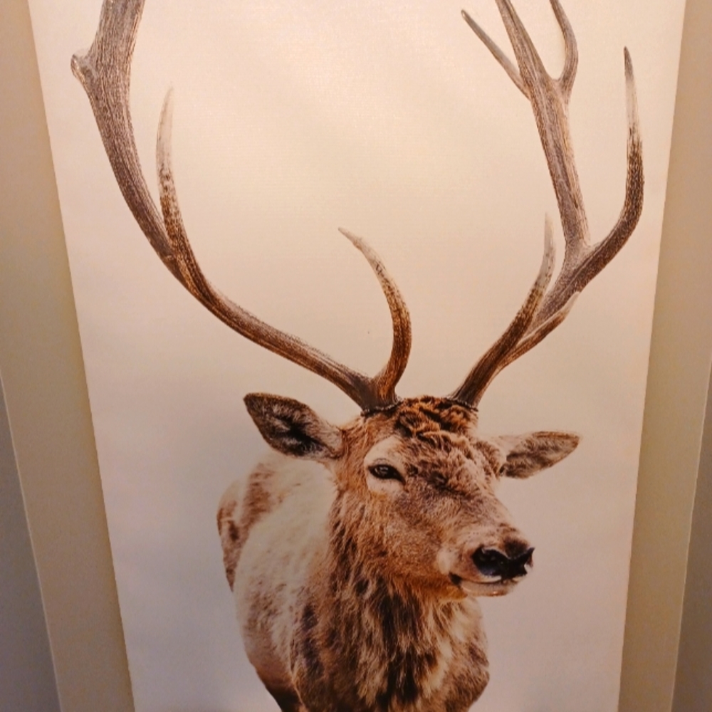 Reindeer Portrait